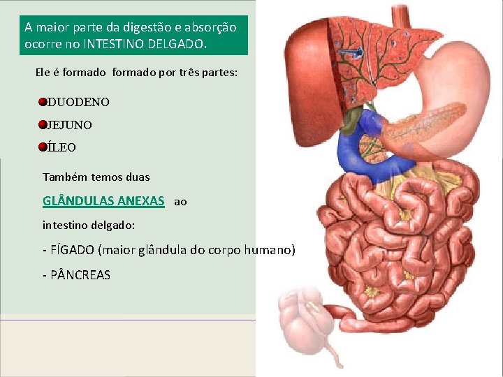 A maior parte da digestão e absorção ocorre no INTESTINO DELGADO. Ele é formado