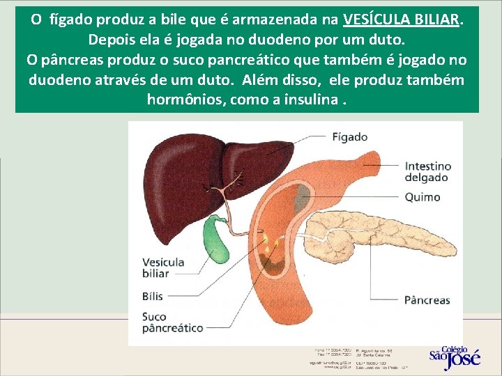 O fígado produz a bile que é armazenada na VESÍCULA BILIAR. Depois ela é