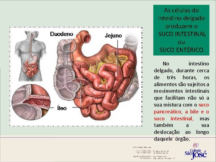 As células do intestino delgado produzem o SUCO INTESTINAL ou SUCO ENTÉRICO. No intestino