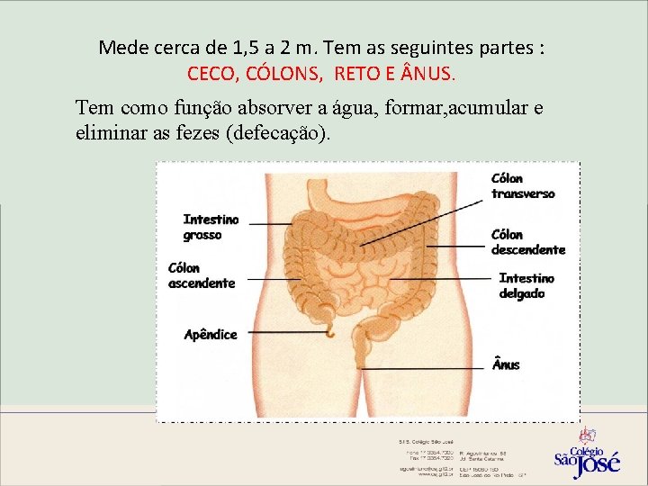 Mede cerca de 1, 5 a 2 m. Tem as seguintes partes : CECO,