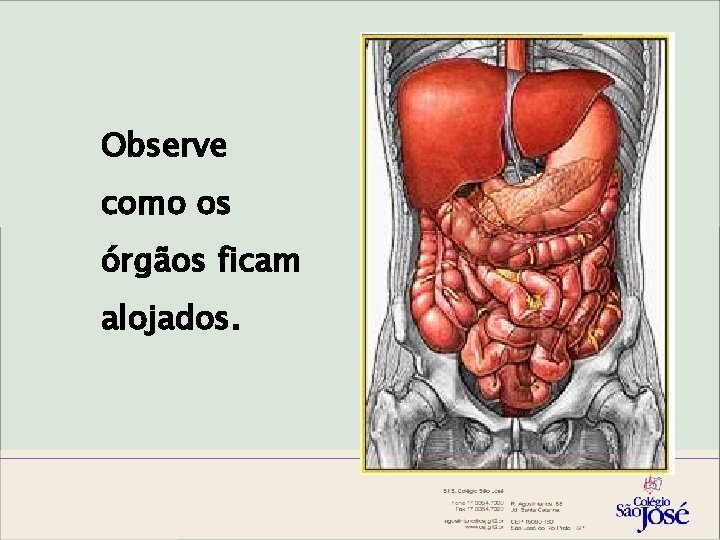 Observe como os órgãos ficam alojados. 