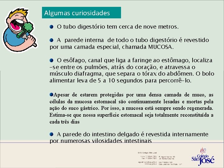 Algumas curiosidades O tubo digestório tem cerca de nove metros. A parede interna de