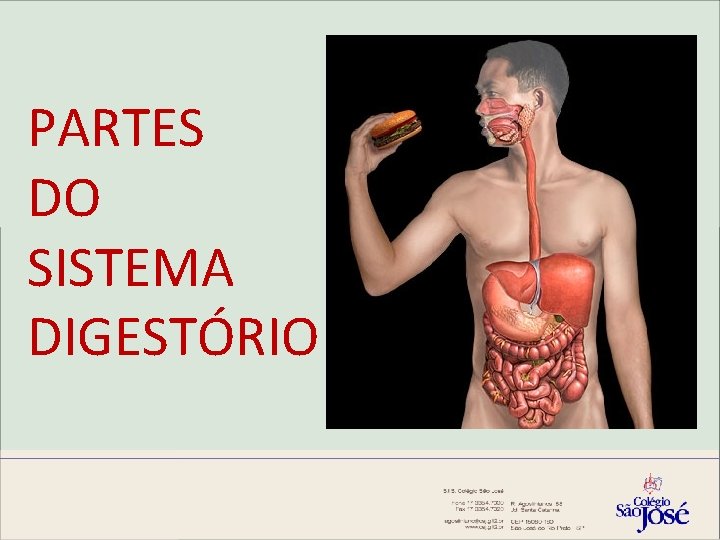 PARTES DO SISTEMA DIGESTÓRIO 