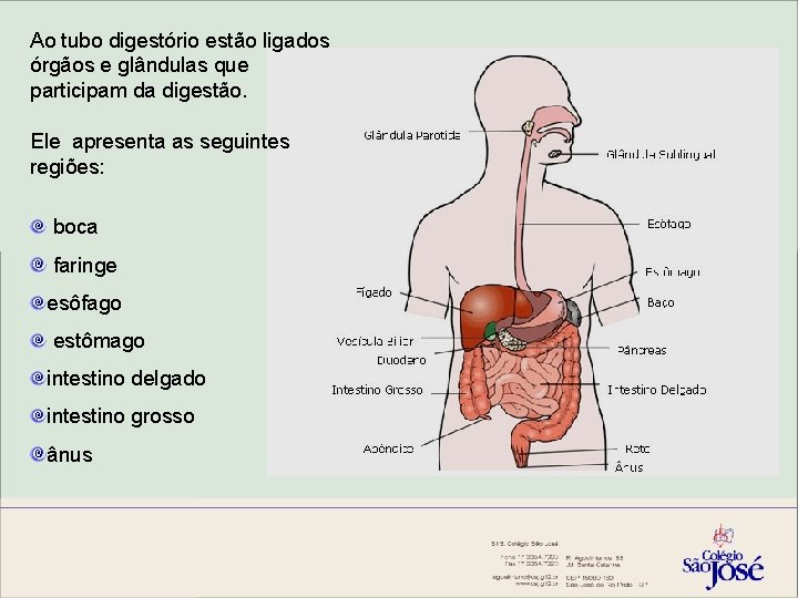 Ao tubo digestório estão ligados órgãos e glândulas que participam da digestão. Ele apresenta