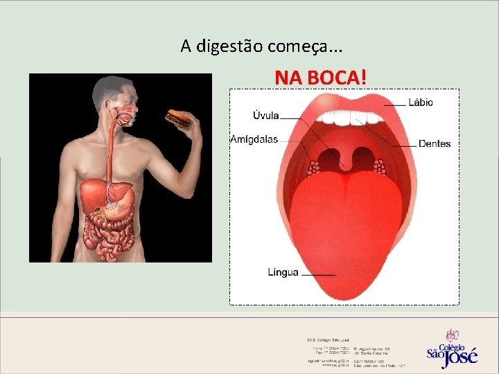 A digestão começa. . . NA BOCA! 