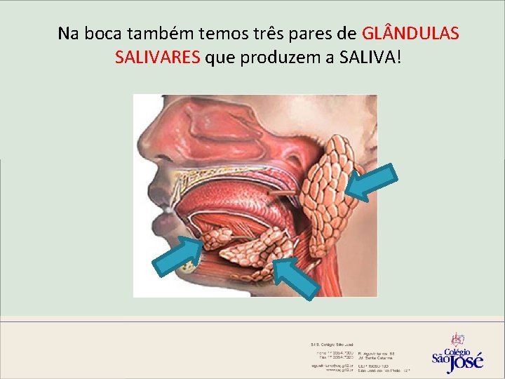 Na boca também temos três pares de GL NDULAS SALIVARES que produzem a SALIVA!