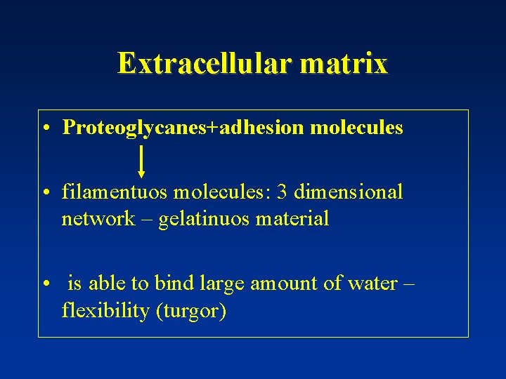 Extracellular matrix • Proteoglycanes+adhesion molecules • filamentuos molecules: 3 dimensional network – gelatinuos material