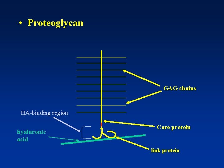  • Proteoglycan GAG chains HA-binding region hyaluronic acid Core protein link protein 