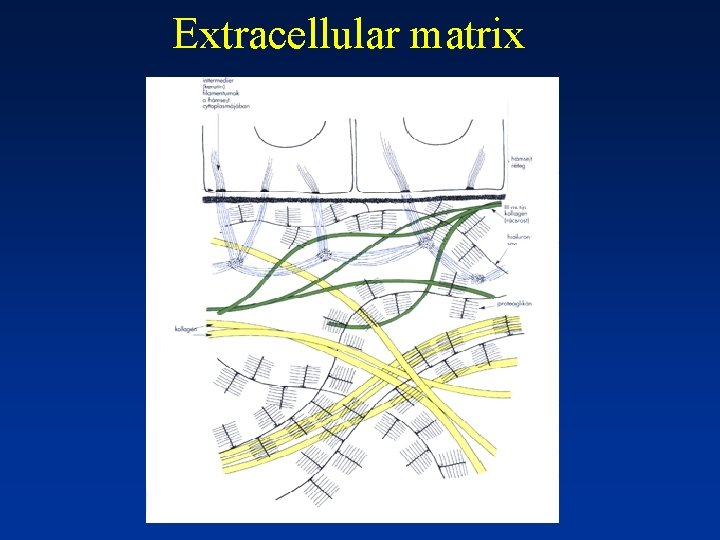 Extracellular matrix 