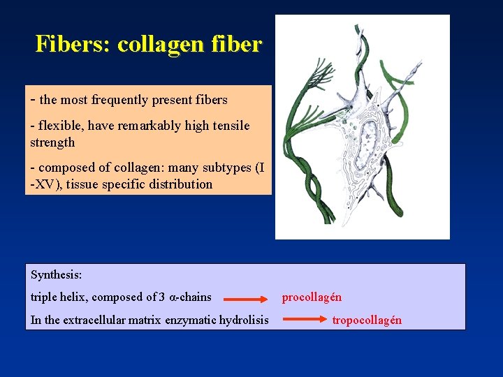 Fibers: collagen fiber - the most frequently present fibers - flexible, have remarkably high