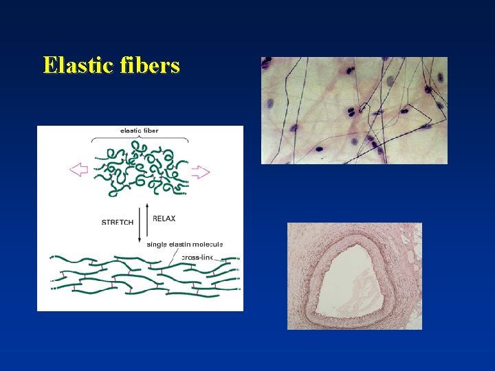 Elastic fibers 