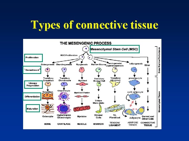 Types of connective tissue 