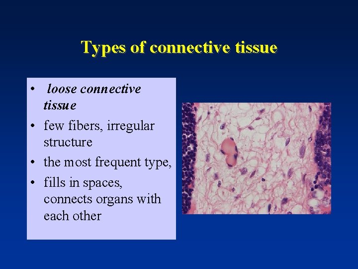 Types of connective tissue • loose connective tissue • few fibers, irregular structure •