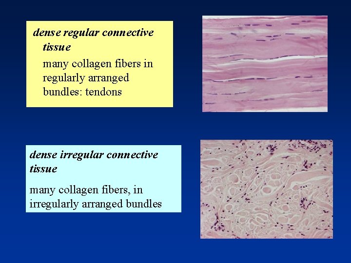 dense regular connective tissue many collagen fibers in regularly arranged bundles: tendons dense irregular