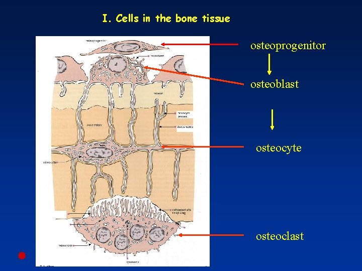 I. Cells in the bone tissue osteoprogenitor osteoblast osteocyte osteoclast 