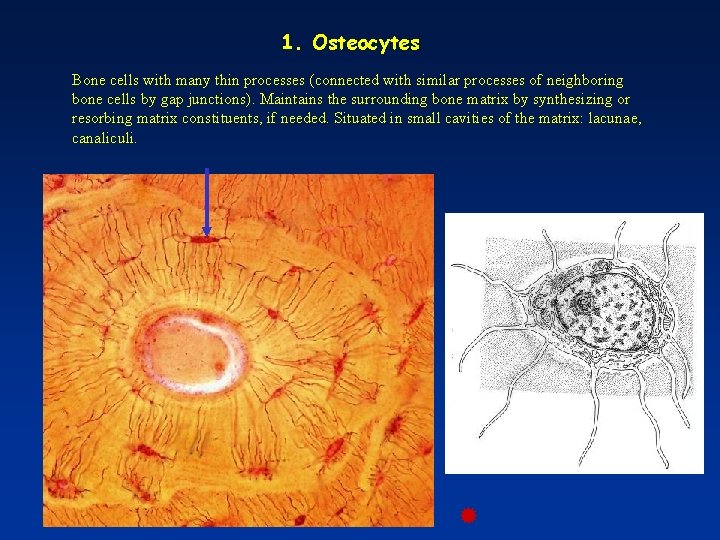 1. Osteocytes Bone cells with many thin processes (connected with similar processes of neighboring