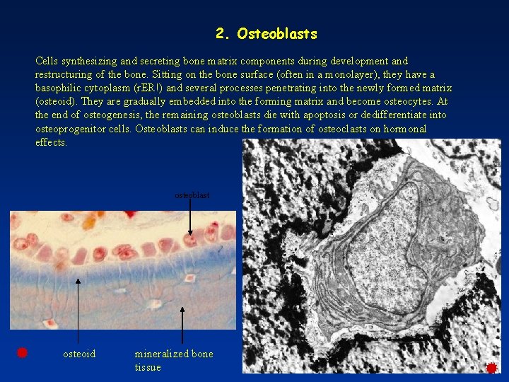 2. Osteoblasts Cells synthesizing and secreting bone matrix components during development and restructuring of