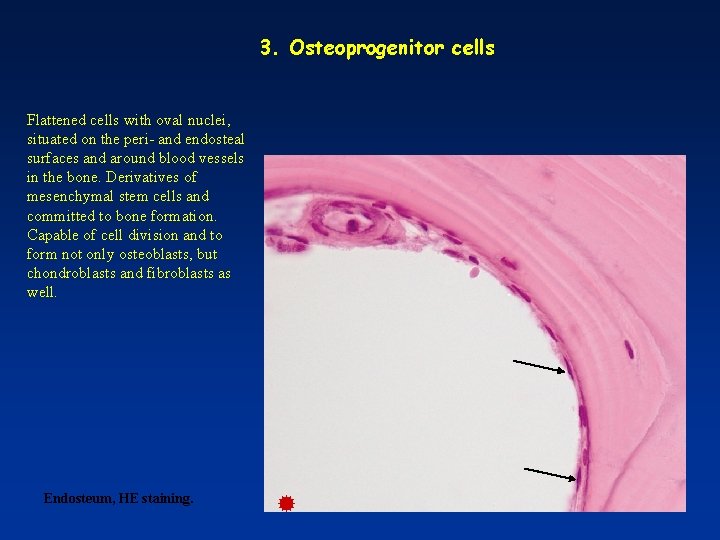 3. Osteoprogenitor cells Flattened cells with oval nuclei, situated on the peri- and endosteal