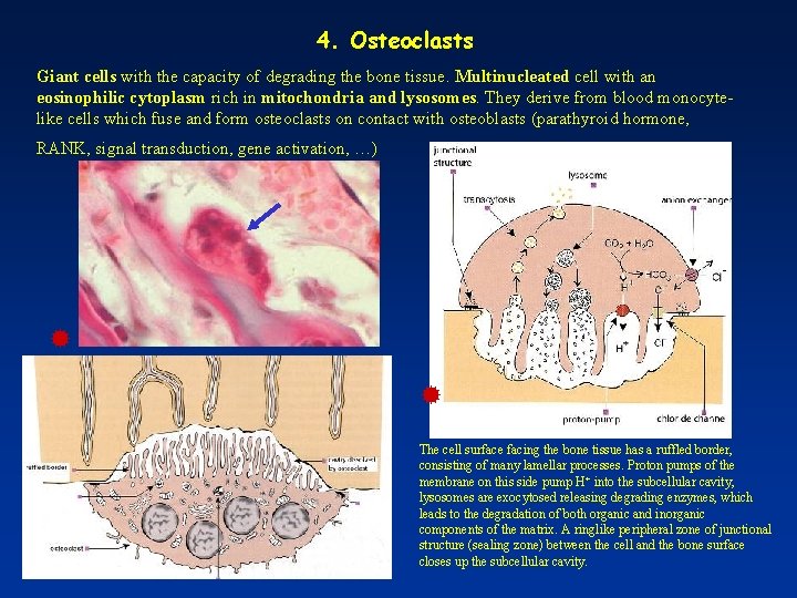 4. Osteoclasts Giant cells with the capacity of degrading the bone tissue. Multinucleated cell