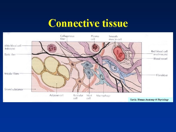 Connective tissue Carola: Human Anatomy & Physiology 