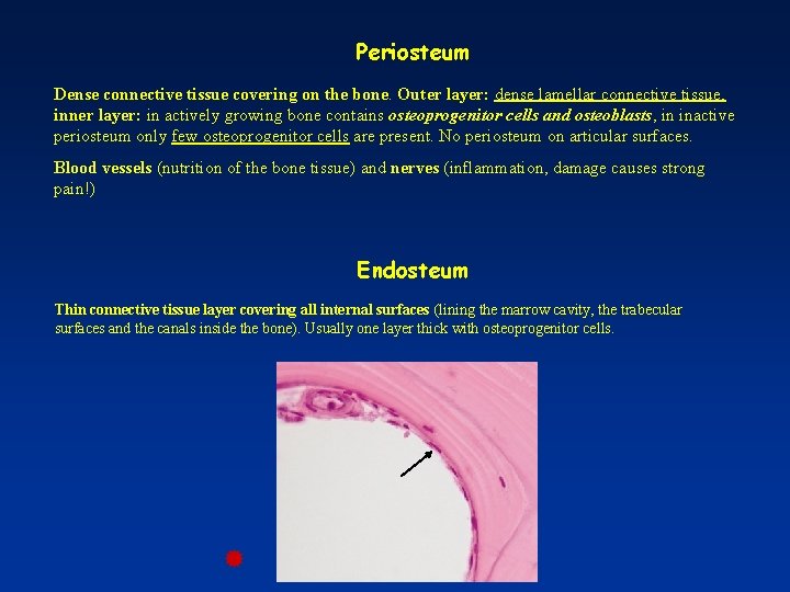 Periosteum Dense connective tissue covering on the bone. Outer layer: dense lamellar connective tissue,