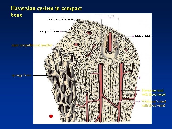 Haversian system in compact bone outer circumferential lamellae compact bone osteonal lamellae inner circumferential