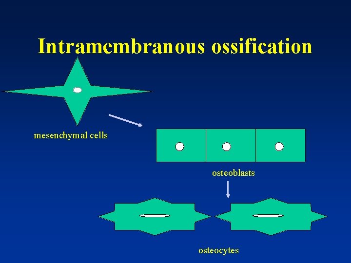 Intramembranous ossification mesenchymal cells osteoblasts osteocytes 