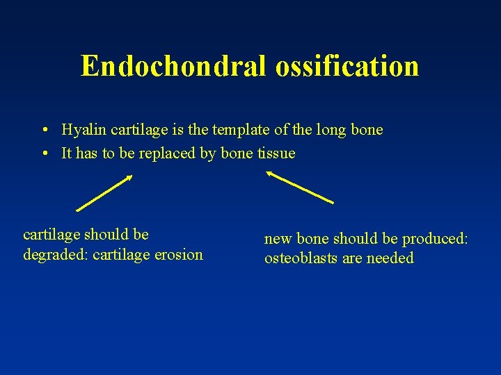 Endochondral ossification • Hyalin cartilage is the template of the long bone • It