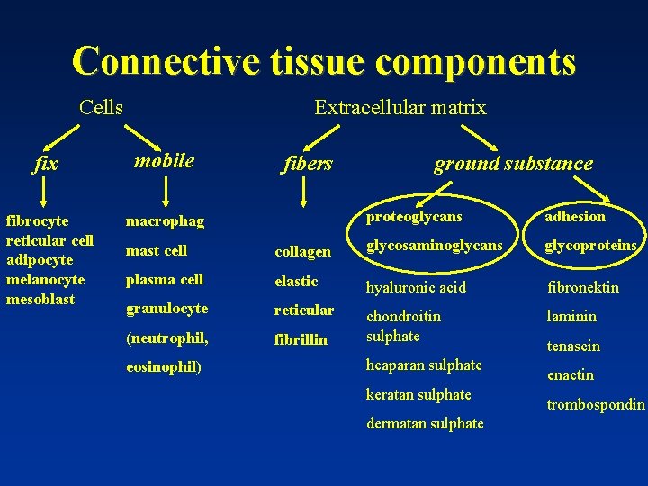Connective tissue components Cells Extracellular matrix fix mobile fibrocyte reticular cell adipocyte melanocyte mesoblast