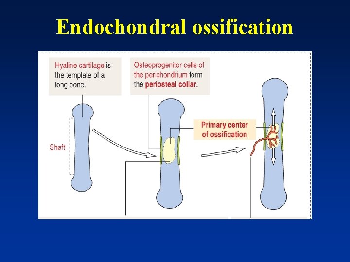 Endochondral ossification 