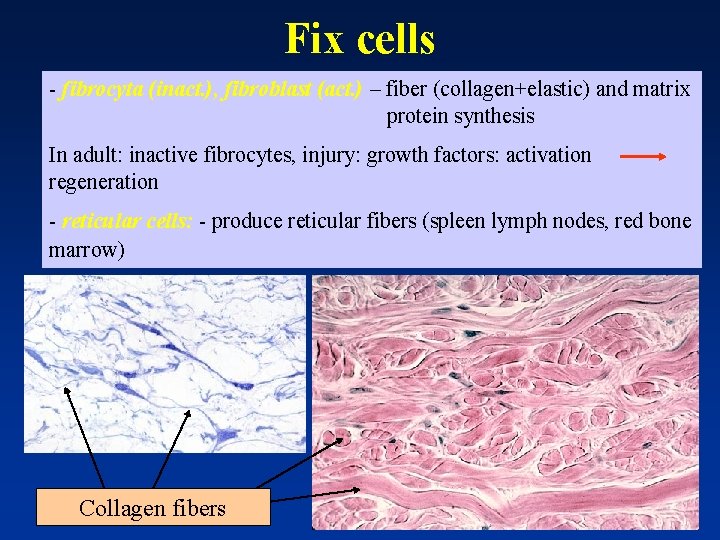 Fix cells - fibrocyta (inact. ), fibroblast (act. ) – fiber (collagen+elastic) and matrix