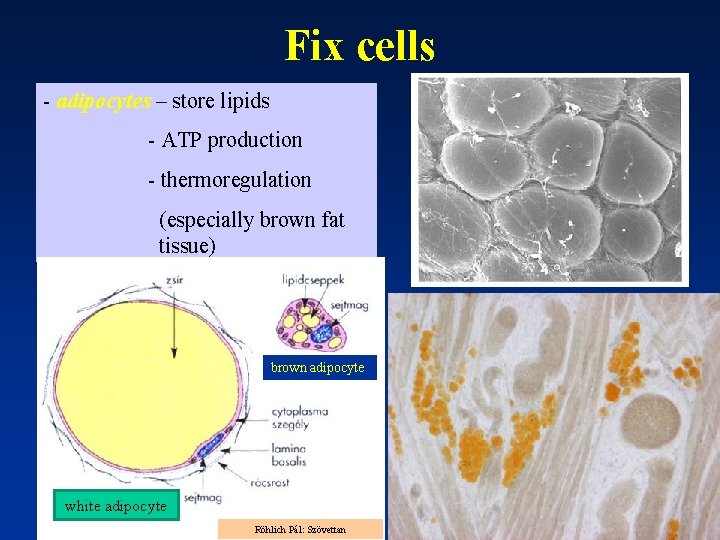 Fix cells - adipocytes – store lipids - ATP production - thermoregulation (especially brown