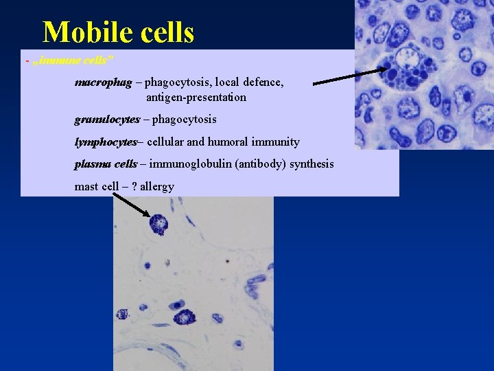 Mobile cells - „immune cells” macrophag – phagocytosis, local defence, antigen-presentation granulocytes – phagocytosis