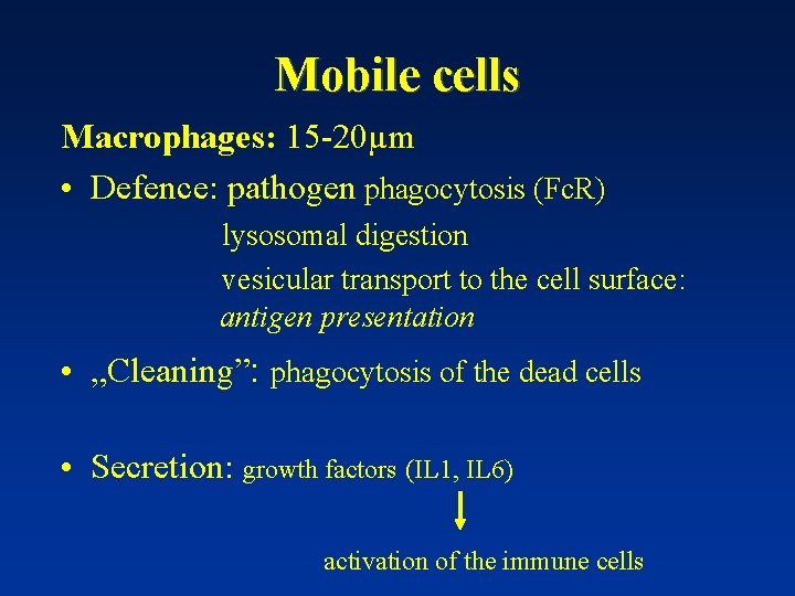 Mobile cells Macrophages: 15 -20µm • Defence: pathogen phagocytosis (Fc. R) lysosomal digestion vesicular