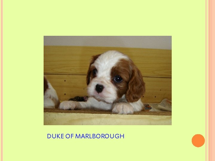 DUKE OF MARLBOROUGH 