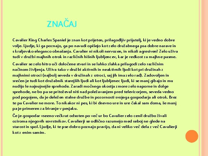  ZNAČAJ Cavalier King Charles Spaniel je znan kot prijeten, prilagodljiv prijatelj, ki je