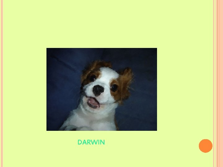 DARWIN 