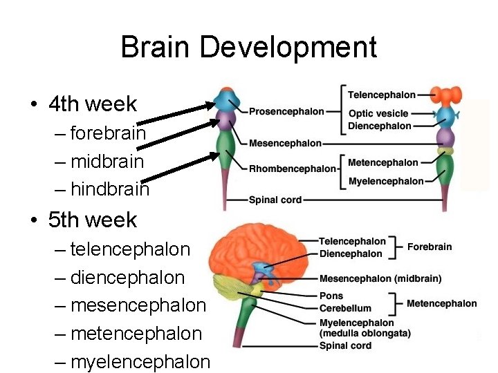Brain Development • 4 th week – forebrain – midbrain – hindbrain • 5