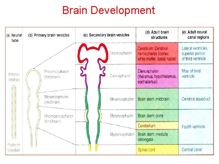 Brain Development 