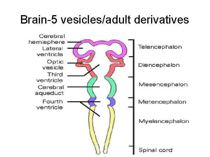 Brain-5 vesicles/adult derivatives 