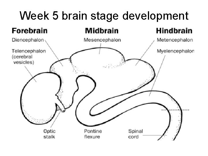Week 5 brain stage development 