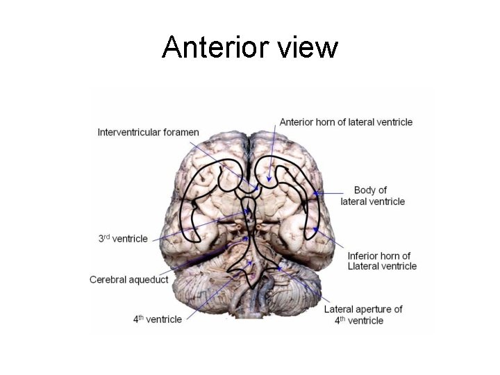 Anterior view 