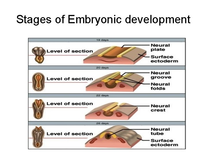 Stages of Embryonic development 