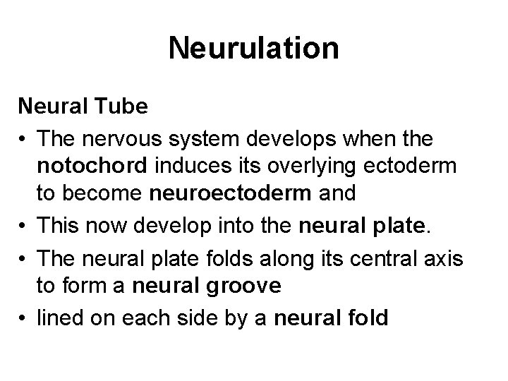 Neurulation Neural Tube • The nervous system develops when the notochord induces its overlying