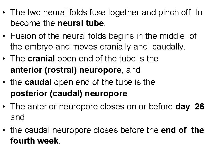  • The two neural folds fuse together and pinch off to become the