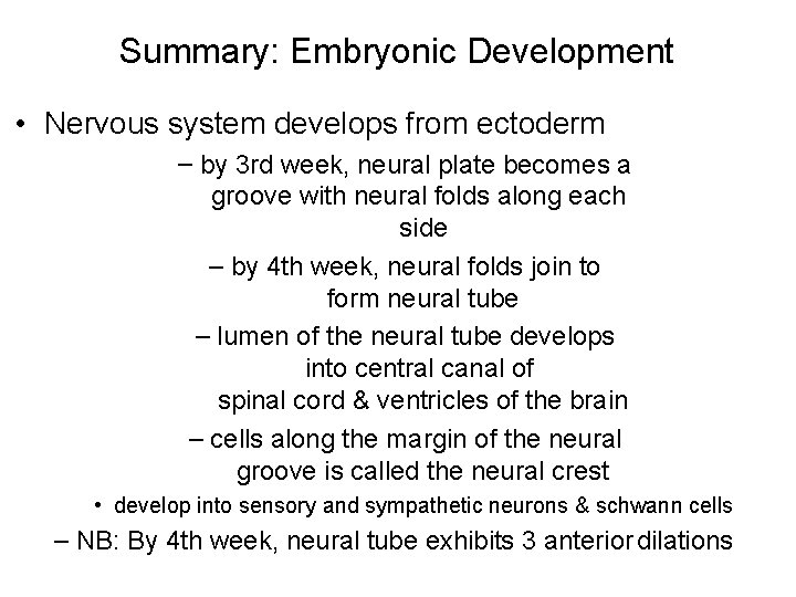 Summary: Embryonic Development • Nervous system develops from ectoderm – by 3 rd week,