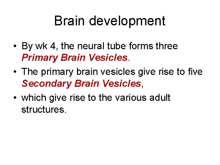 Brain development • By wk 4, the neural tube forms three Primary Brain Vesicles.