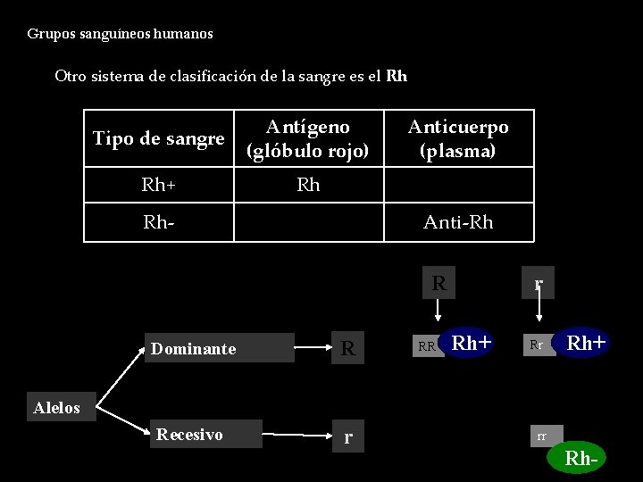 Grupos sanguíneos humanos Otro sistema de clasificación de la sangre es el Rh Tipo