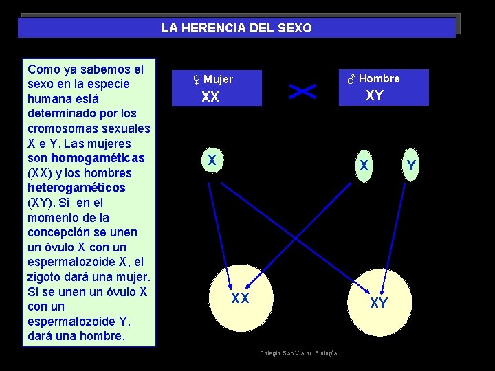 LA HERENCIA DEL SEXO Como ya sabemos el sexo en la especie humana está