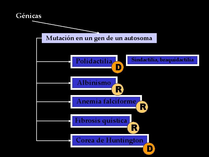 Génicas Mutación en un gen de un autosoma Polidactilia Albinismo D Sindactilia, braquidactilia R